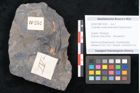 Foto (Objekt + Etikett) von Cupanites novae zeelandiae Ettingshausen (NHMW-GEO-2024-0188-10252)